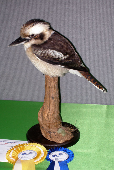 2006-kookkaburra